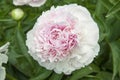 White-pink peonies and buds with leaves. Luxurious fresh flowers in the flowerbed. Bright spring day in the park.