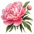 White Pink Peony Flower Clipart On White Background Royalty Free Stock Photo