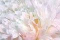 Whitee-pink peony flower. Floral background. Drops of water on the petals after the rain.. Closeup. Royalty Free Stock Photo