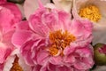 White and pink peony flower Paeonia bouquet