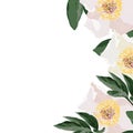 White and pink peony flowers with leaves. A spring decorative bouquet. Royalty Free Stock Photo