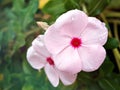 White-pink Periwinkle Madagascar flower ,Vinca flowering plants in garden with sunlight and blurred background Royalty Free Stock Photo