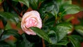 White and pink petal rim camelia japonica flower in spring garden Royalty Free Stock Photo