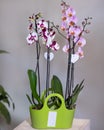 White, pink Phalaenopsis, Moth orchid flowers Royalty Free Stock Photo