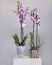 White, pink Phalaenopsis, Moth orchid flowers Royalty Free Stock Photo