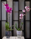 White, pink Phalaenopsis, Moth orchid flowers Royalty Free Stock Photo