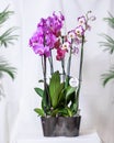 White, pink Phalaenopsis, Moth orchid flowers Royalty Free Stock Photo