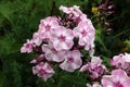 white-pink phlox flowers blooming in the garden, shot close-up Royalty Free Stock Photo