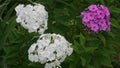 White and pink phlox paniculata on a dark green background of leaves Royalty Free Stock Photo