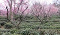 White and Pink Plum Blossom Trees