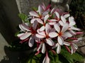 White and pink plumeria Flower bunch Royalty Free Stock Photo