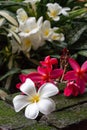 White and pink plumeria flower drops on green moss brown brick i Royalty Free Stock Photo