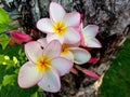 White and pink plumeria flowers Royalty Free Stock Photo