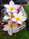 White and pink plumeria flowers Royalty Free Stock Photo