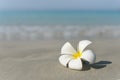 White and pink plumeria frangipani flower on sandy beach in front of sea coast. Royalty Free Stock Photo