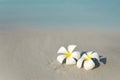 White and pink plumeria frangipani flowers on sandy beach in front of sea coast. Royalty Free Stock Photo