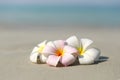 White and pink plumeria frangipani flowers on sandy beach in front of sea coast. Royalty Free Stock Photo