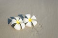 White and pink plumeria frangipani flowers on sandy beach in front of sea coast. Royalty Free Stock Photo