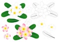 White and Pink Plumeria, Frangipani Outline isolated on White Background. Vector Illustration Royalty Free Stock Photo