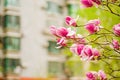 White, pink and purple chinese magnolia flowers on a city building background