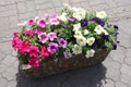 White, pink and purple flowers of petunias Royalty Free Stock Photo