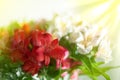 White, pink and purple lily flowers on blurred background closeup, soft focus lilies flower arrangement Royalty Free Stock Photo