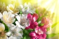 White, pink and purple lily flowers on blurred background closeup, soft focus lilies flower arrangement Royalty Free Stock Photo