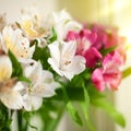 White, pink and purple lily flowers on blurred background closeup, soft focus lilies flower arrangement Royalty Free Stock Photo