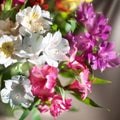 White, pink and purple lily flowers on blurred background closeup, soft focus lilies flower arrangement Royalty Free Stock Photo