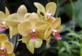 Yellow and Violet Orchid Flower in Biltmore Estate Conservatory Greenhouse Royalty Free Stock Photo