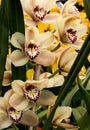 White, pink, purple orchid flowers