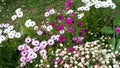 White, pink, purple osteospermum and mexican fleabane flowers blooming. Royalty Free Stock Photo