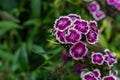 white pink purple Turkish carnation flowers with green leaves grow in flower bed in garden Royalty Free Stock Photo