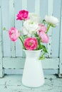 White and pink ranunculus flowers