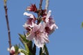 Spring Bloom Series - Peach Tree Blossoms - Prunus Perica Royalty Free Stock Photo