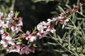Spring Bloom Series - Peach Tree Blossoms - Prunus Perica Royalty Free Stock Photo