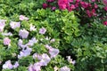 White pink red colors petunia flowers blooming under daylight. beautiful floral background with green leaves. Royalty Free Stock Photo