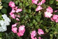 White pink red colors petunia flowers blooming under daylight. beautiful floral background with green leaves. Royalty Free Stock Photo