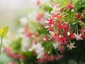 White pink red Flower Combretum indicum Rangoon Creeper Chinese honey Suckle Drunen sailor on blurred of nature background Royalty Free Stock Photo