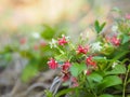 White pink red Flower Combretum indicum Rangoon Creeper Chinese honey Suckle Drunen sailor on blurred of nature background Royalty Free Stock Photo