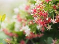 White pink red Flower Combretum indicum Rangoon Creeper Chinese honey Suckle Drunen sailor on blurred of nature background Royalty Free Stock Photo