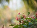 White pink red Flower Combretum indicum Rangoon Creeper Chinese honey Suckle Drunen sailor on blurred of nature background Royalty Free Stock Photo