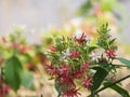 White pink red Flower Combretum indicum Rangoon Creeper Chinese honey Suckle Drunen sailor nature background Royalty Free Stock Photo