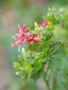 White pink red Flower Combretum indicum Rangoon Creeper Chinese honey Suckle Drunen sailor nature background Royalty Free Stock Photo