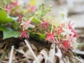 White pink red Flower Combretum indicum Rangoon Creeper Chinese honey Suckle Drunen sailor Slither on dry banana leaves blurred of Royalty Free Stock Photo