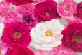 White, pink, red rose flowers in water