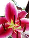 White and red lily orchid in the shape of a star. Red and White Star Gazer Lily