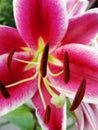 White and red lily orchid in the shape of a star. Red and White Star Gazer Lily Royalty Free Stock Photo