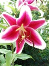 White and red lily orchid in the shape of a star. Red and White Star Gazer Lily Royalty Free Stock Photo