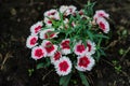 White pink red Turkish carnation flowers with green leaves grow in flower bed Royalty Free Stock Photo